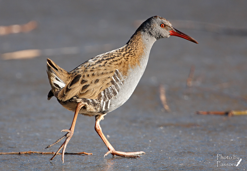 Pattinaggio artistico! Rallus aquaticus